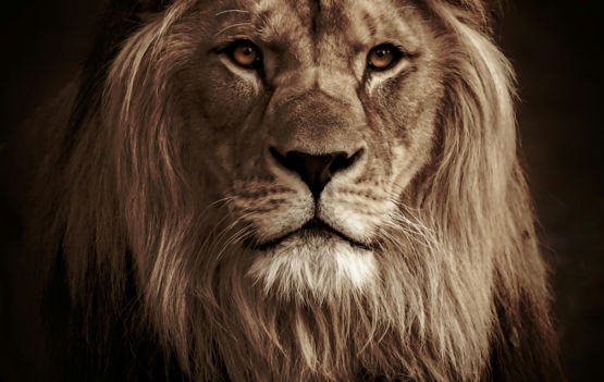 lion in black background in grayscale photography